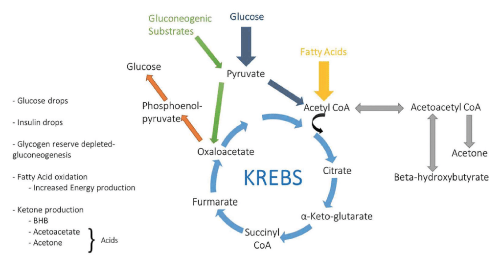 Keto Diet And Epilepsy