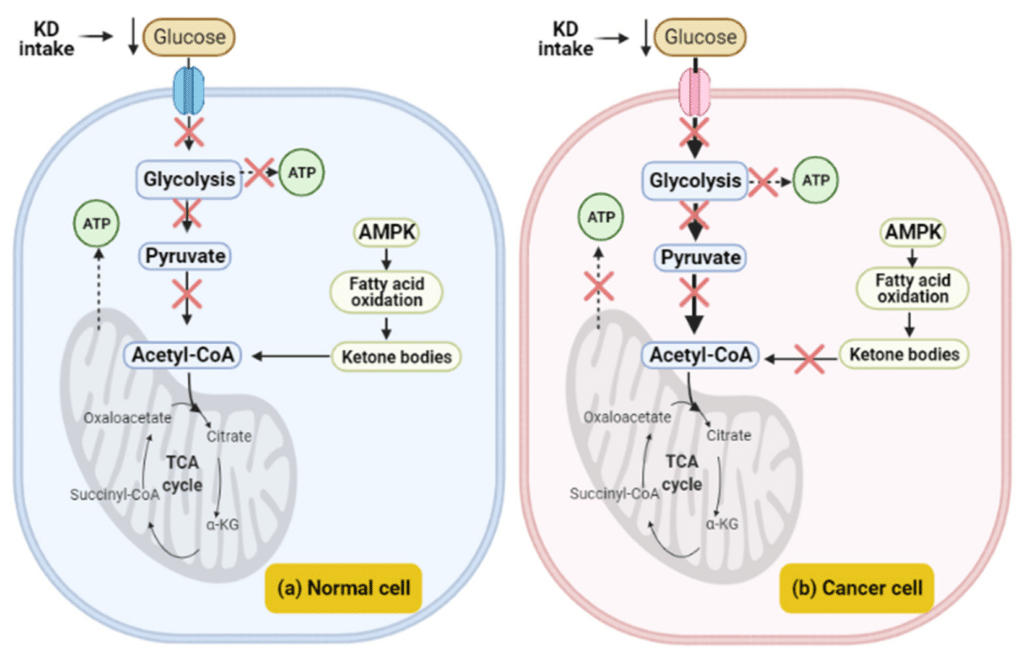 Keto Diet Cancer