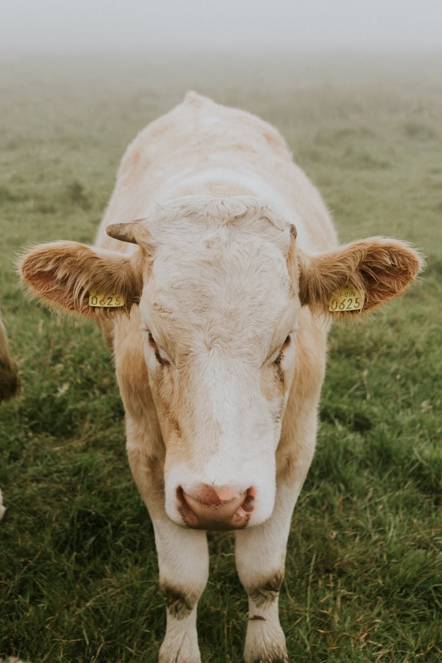 Photo "What Are the Ethical and Environmental Considerations of a Ketogenic Diet, Especially in Relation to Animal Products?"