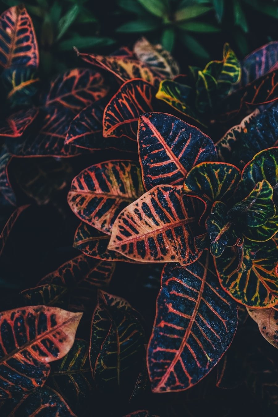 Photo "What Role Does Genetic Predisposition Play in an Individuals Response to the Ketogenic Diet, and How Can Genetic Testing Provide Insights?"