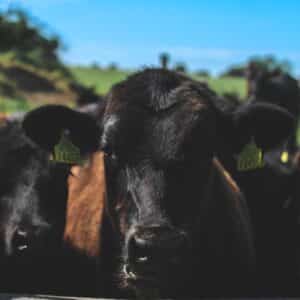 Photo "How Do Individuals Address Concerns About the Environmental Impact of Sourcing Animal Products While on a Ketogenic Diet?"