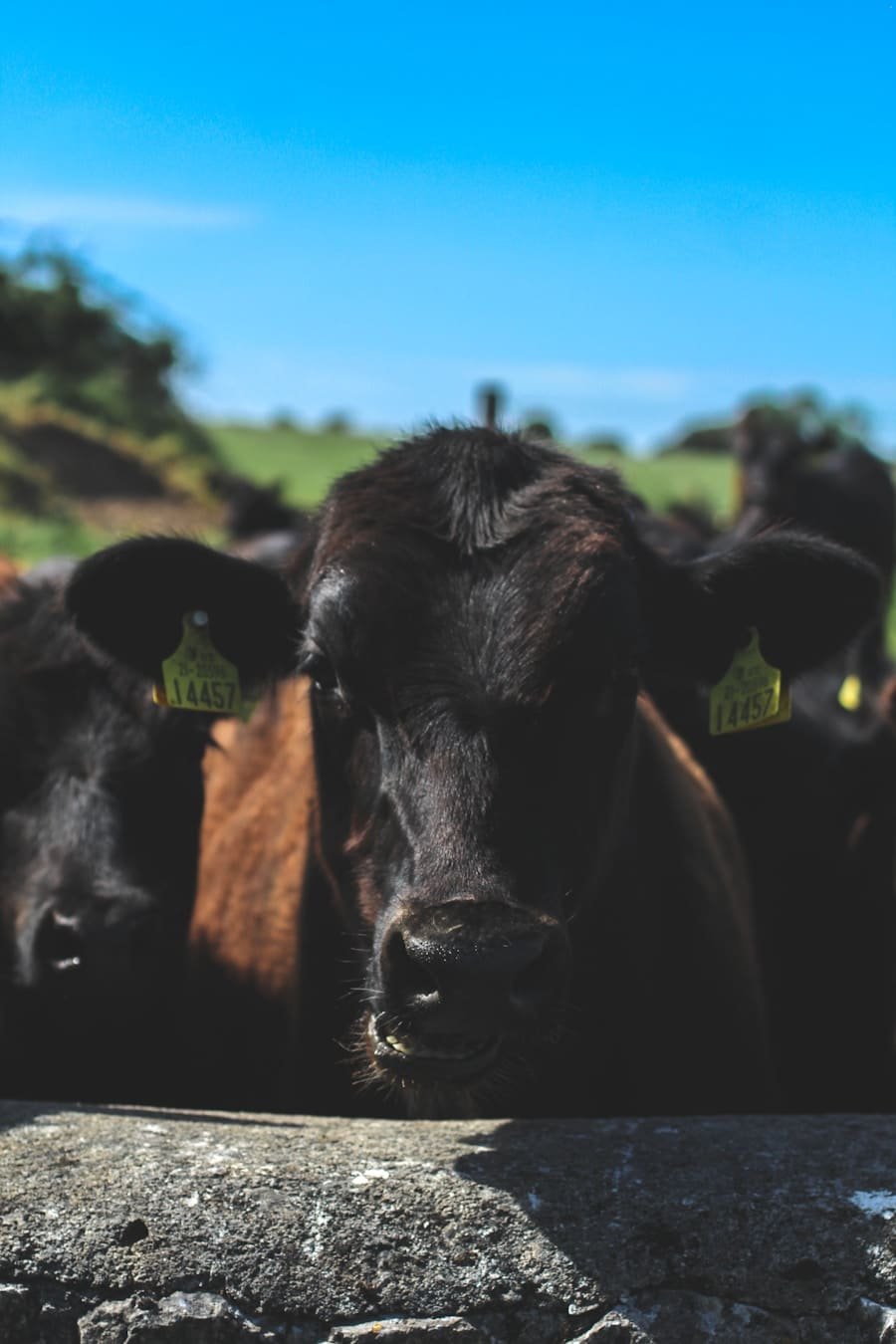 Photo "How Do Individuals Address Concerns About the Environmental Impact of Sourcing Animal Products While on a Ketogenic Diet?"