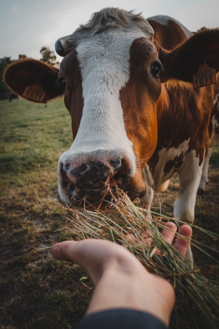Photo "How Do Individuals Address Concerns About the Ethical Treatment of Animals when Sourcing Animal Products for a Ketogenic Diet?"