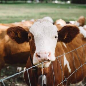 Photo "How Do Individuals Address Concerns About the Ethical Treatment of Animals when Sourcing Animal Products for Intermittent Fasting?"