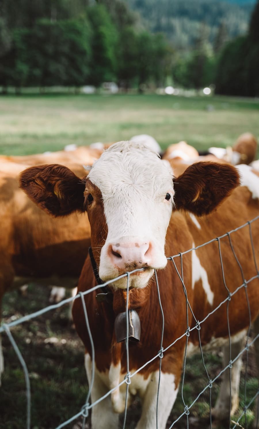 Photo "How Do Individuals Address Concerns About the Ethical Treatment of Animals when Sourcing Animal Products for Intermittent Fasting?"