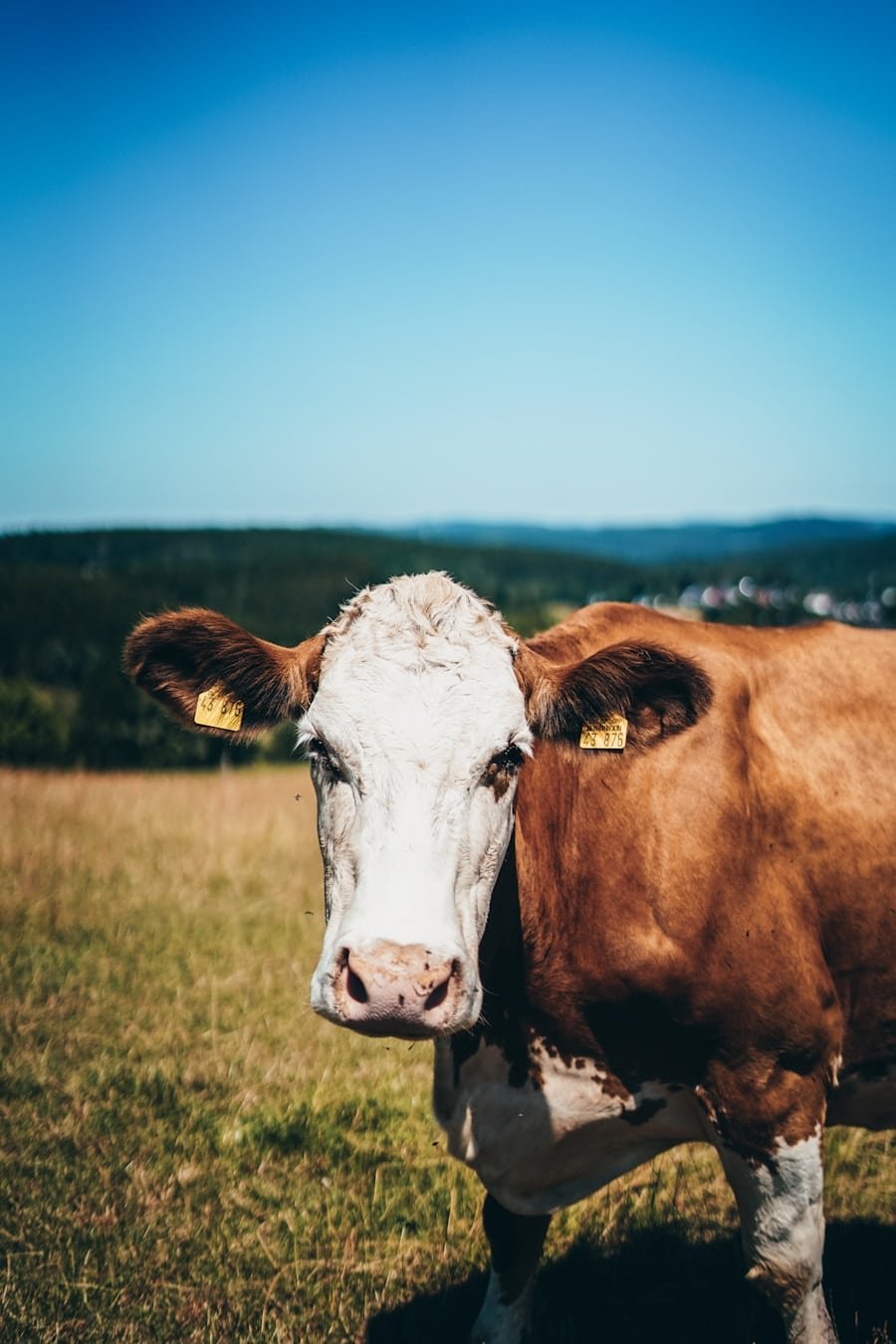 Photo How can individuals address concerns about the ethical treatment of animals when sourcing animal products for intermittent fasting?