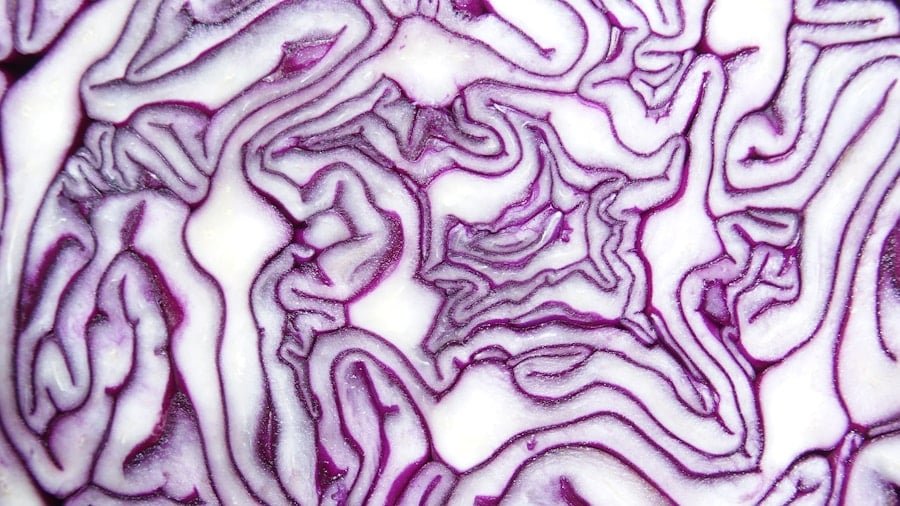 Photo "Keto and Gut Health: Understanding the Microbiome Connection"