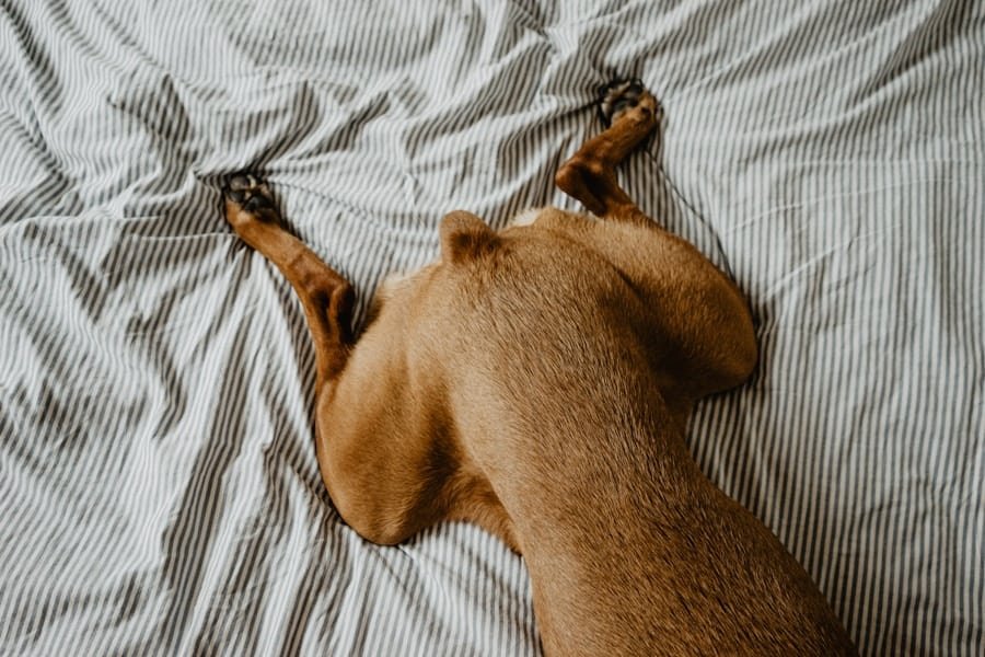 Photo "How Does the Ketogenic Lifestyle Influence Sleep Patterns, and Are There Specific Considerations for Optimizing Sleep Quality?"