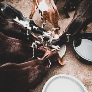 Photo "How Does the Ketogenic Lifestyle Intersect with Sustainable and Ethical Food Choices, Including Considerations for Animal Welfare?"