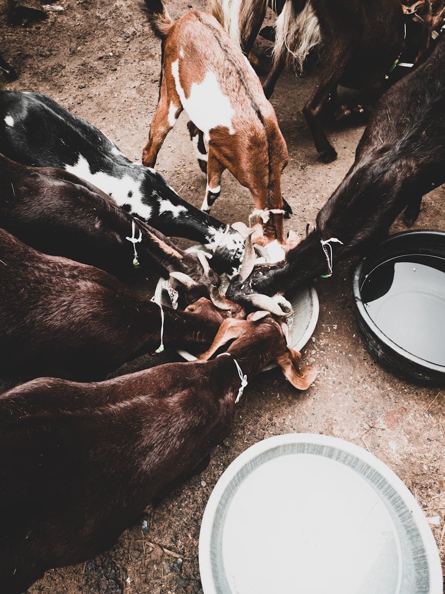 Photo "How Does the Ketogenic Lifestyle Intersect with Sustainable and Ethical Food Choices, Including Considerations for Animal Welfare?"