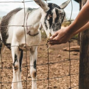 Photo What Are the Ethical Implications of a Ketogenic Diet for Animals?