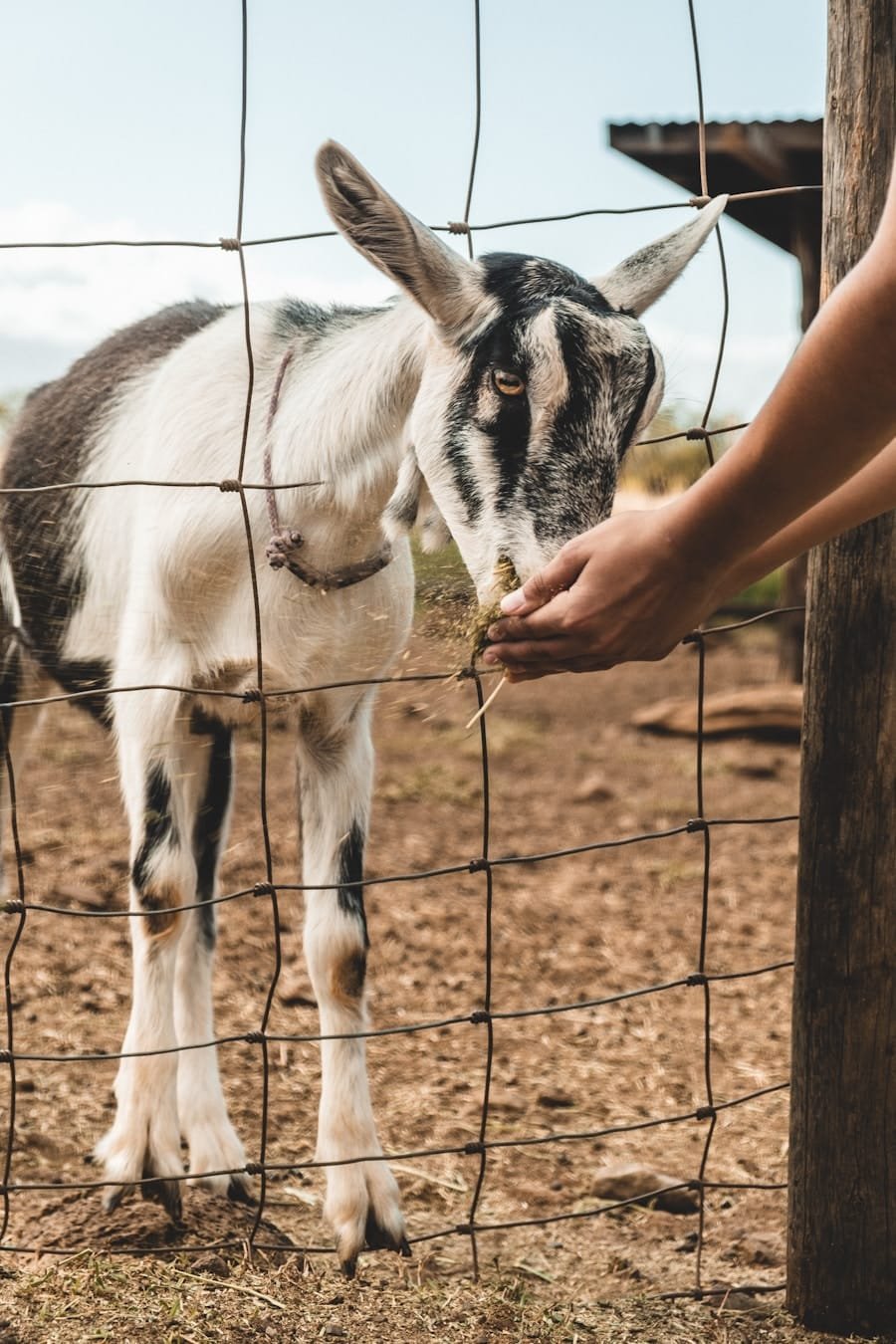 Photo What Are the Ethical Implications of a Ketogenic Diet for Animals?