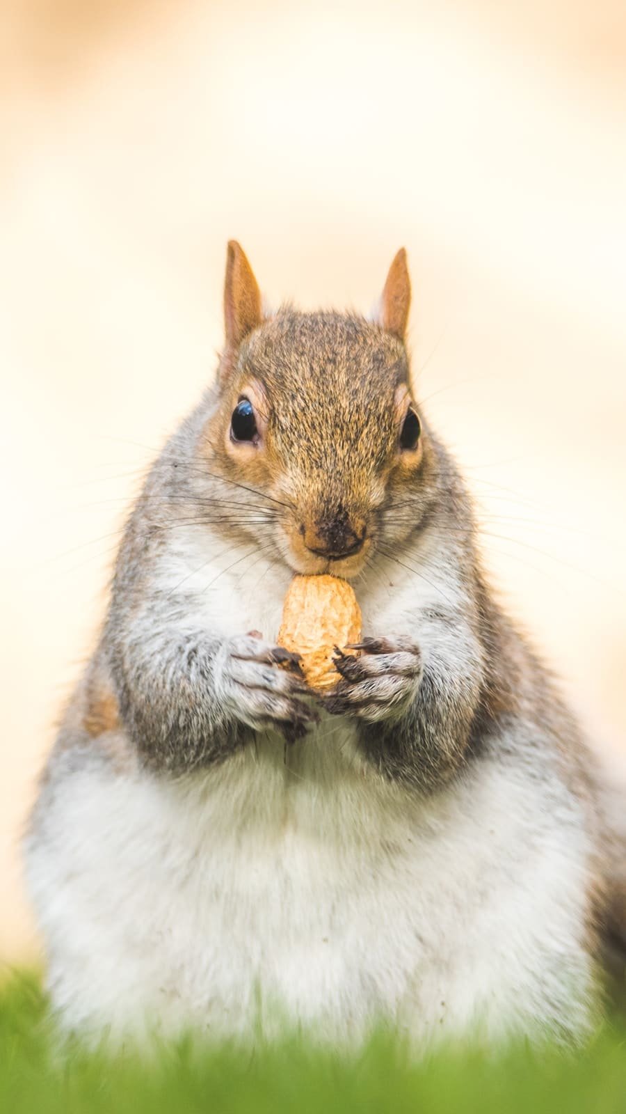 Photo "What Can I Snack on if I am Craving Something Crunchy?"