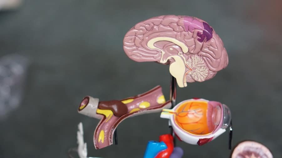 Photo "What Happens in Your Brain when You are in Ketosis?"