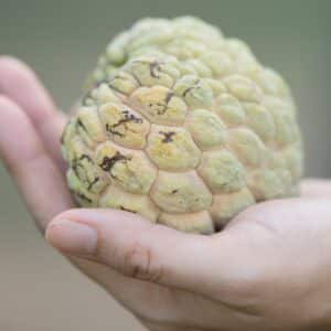 Photo "How Does Keto Influence Pineal Gland?"