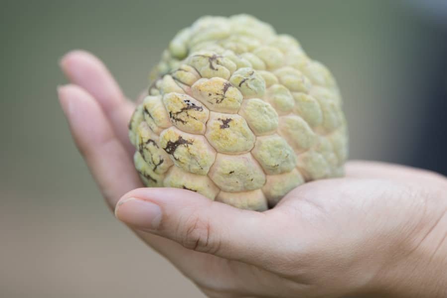 Photo "How Does Keto Influence Pineal Gland?"