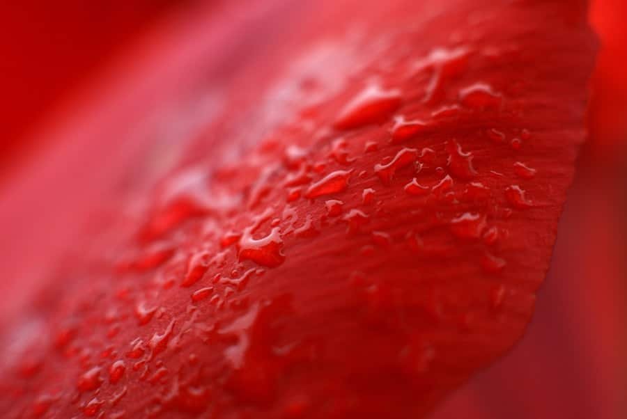 Photo "What Happens to Capillary Health?"