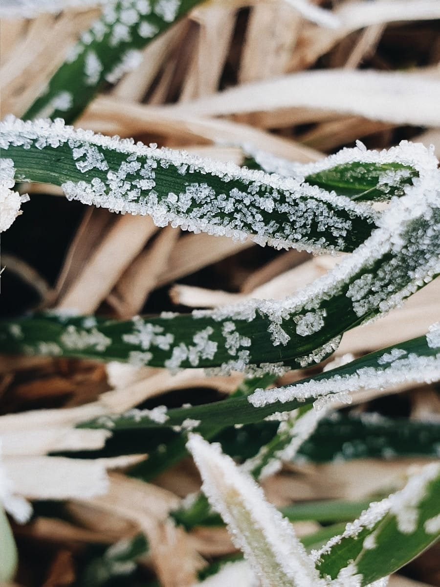 Photo "How Does Keto Affect Seasonal Adaptation?"