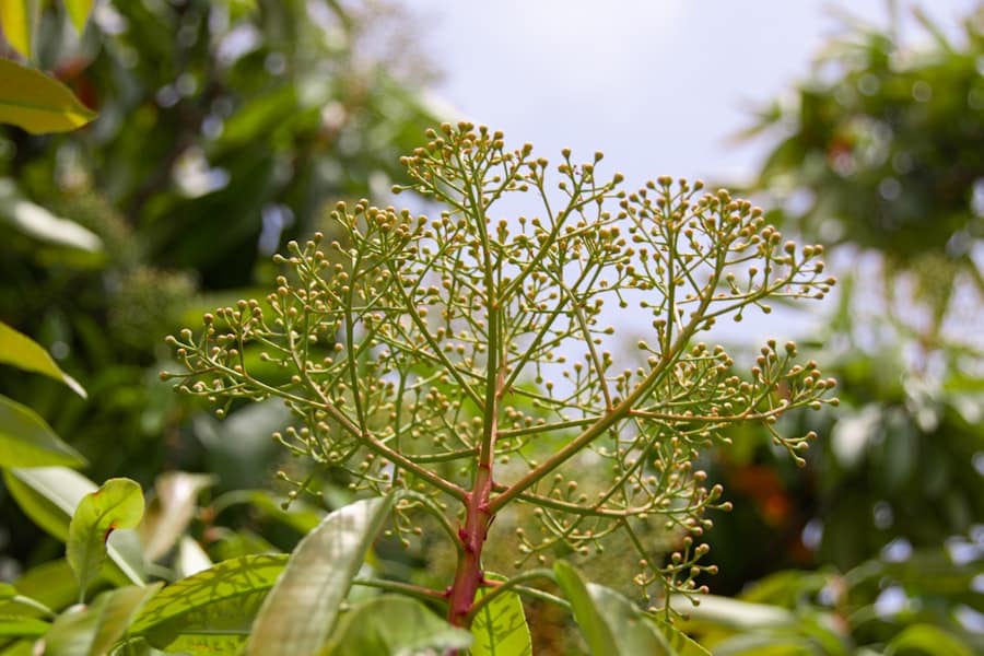 Plant Based Protein Keto