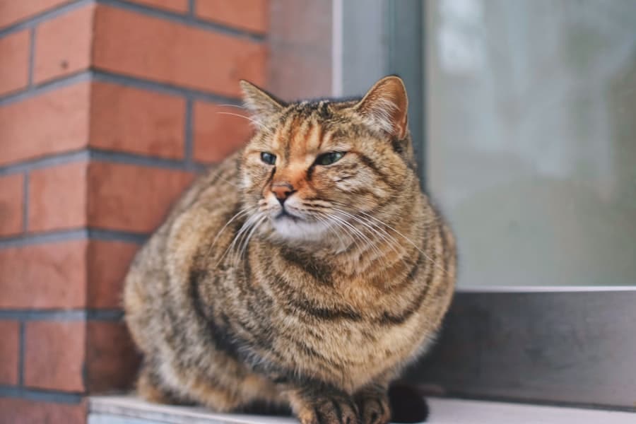 Fat Adaptation