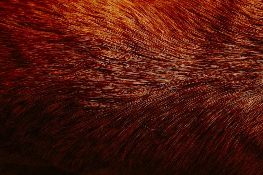 Photo Hair Loss Normal on Keto