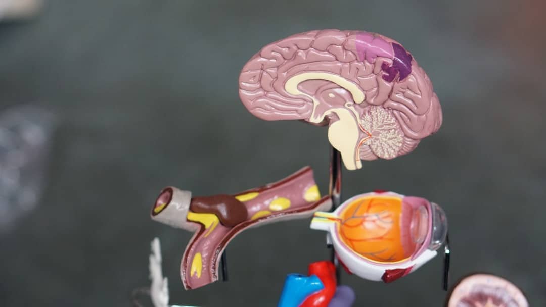 Photo Keto Neurotherapy