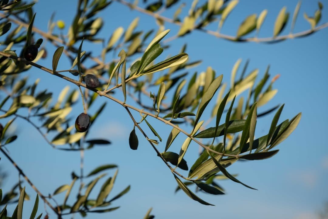 Photo Olive Oil on Keto