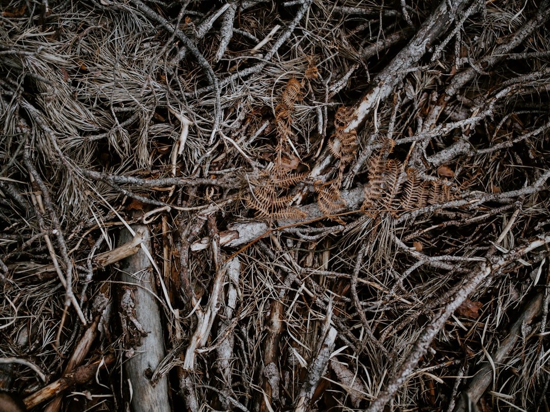 Photo Hidden Carbs