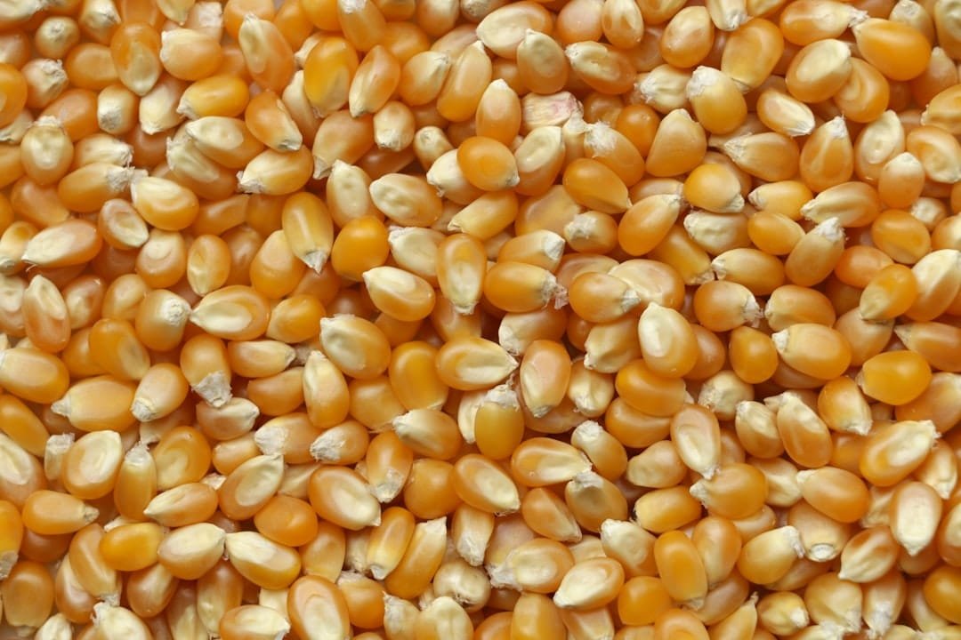 Photo Grains to Avoid on Keto