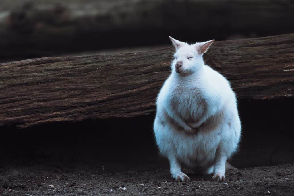 Photo Keto Weight Loss