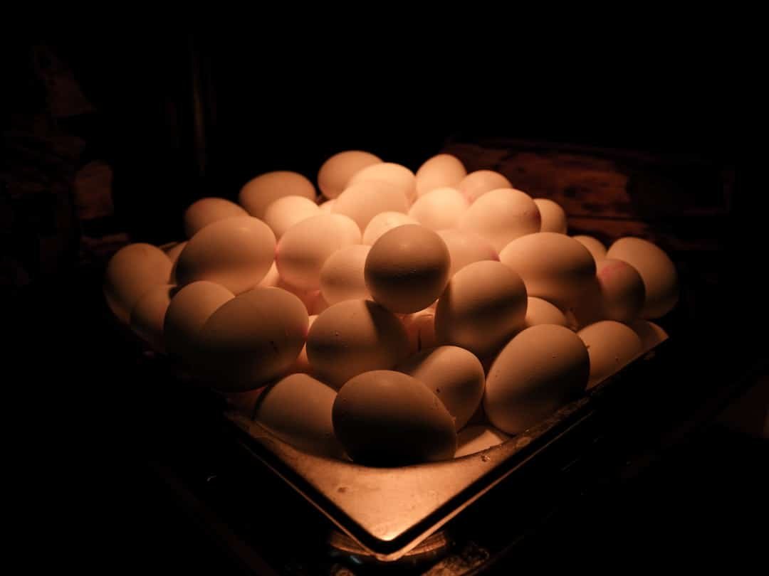 Photo Animal Protein
