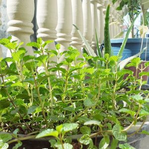 Photo Plant Based Protein Keto