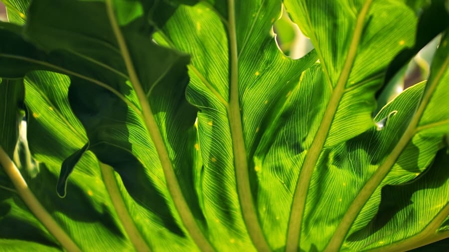 Photo Plant Based Protein Keto