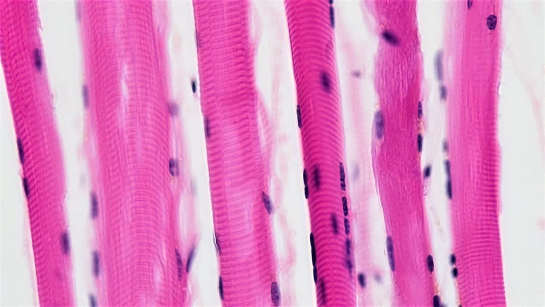 Photo Collagen Protein Keto