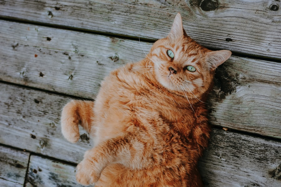 Photo Keto for Belly Fat