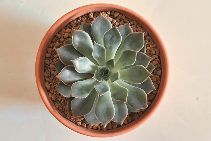 Photo Keto Week Progress